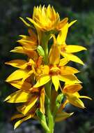 Image de Thelymitra dedmaniarum R. S. Rogers