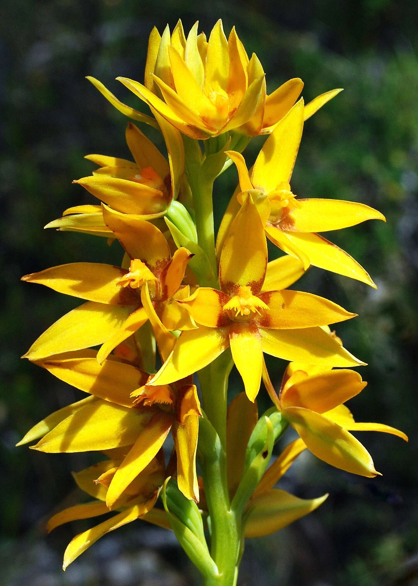 Image of Cinnamon sun orchid