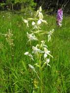 Слика од Platanthera chlorantha (Custer) Rchb.