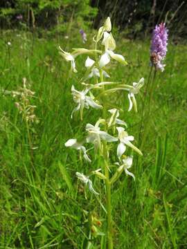 Слика од Platanthera chlorantha (Custer) Rchb.