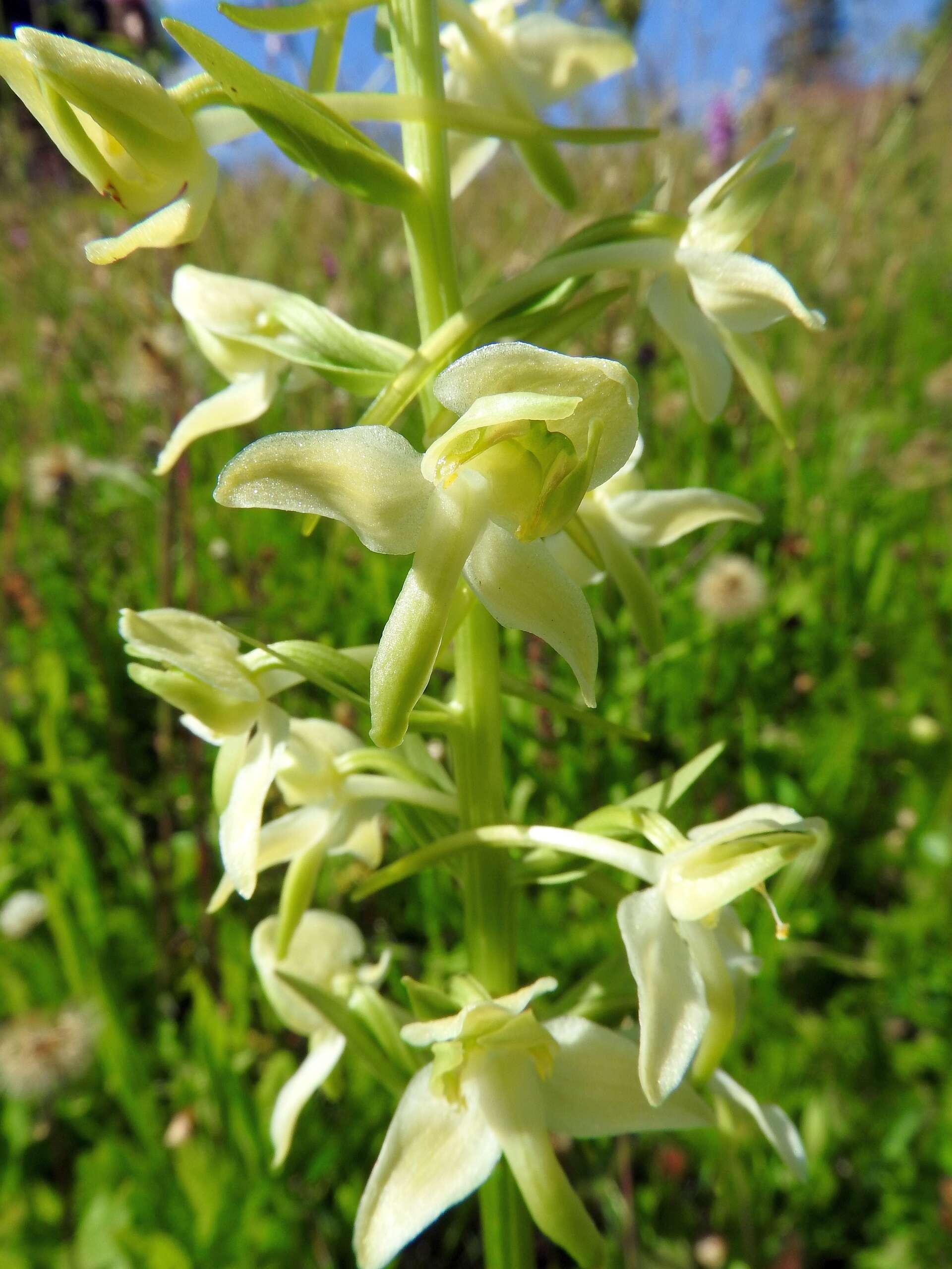 Слика од Platanthera chlorantha (Custer) Rchb.