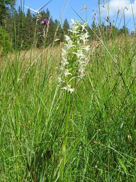 Слика од Platanthera chlorantha (Custer) Rchb.