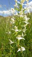 Слика од Platanthera chlorantha (Custer) Rchb.