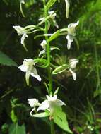 Слика од Platanthera chlorantha (Custer) Rchb.