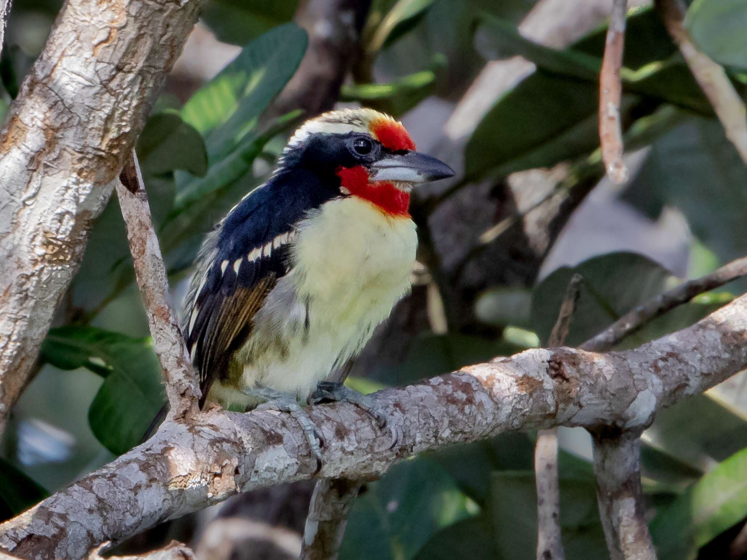 Image of Black-spotted Barbet