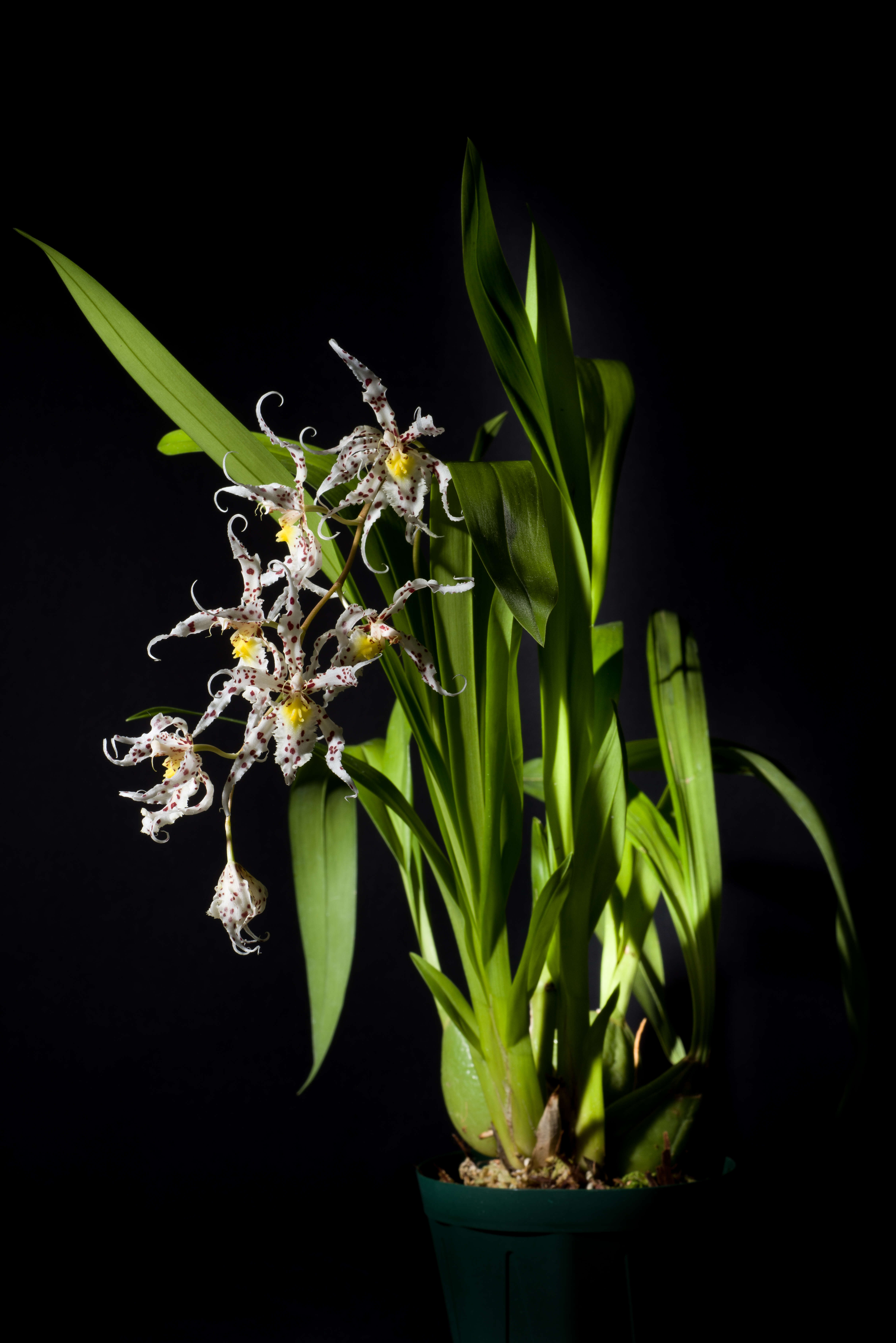 Image of Spotted Oncidium