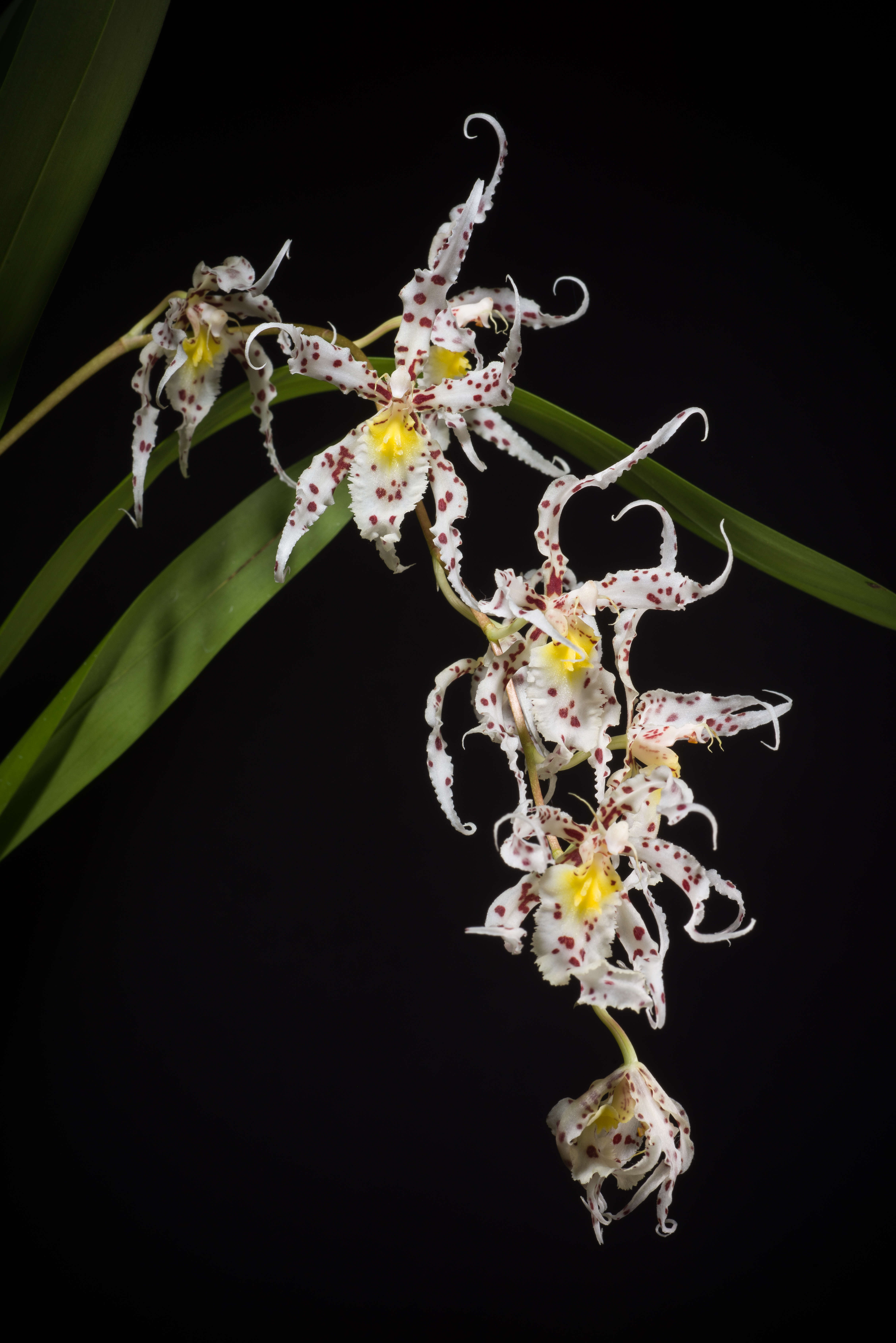 Image of Spotted Oncidium