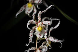 Image of Spotted Oncidium