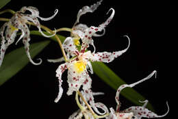 Image of Spotted Oncidium