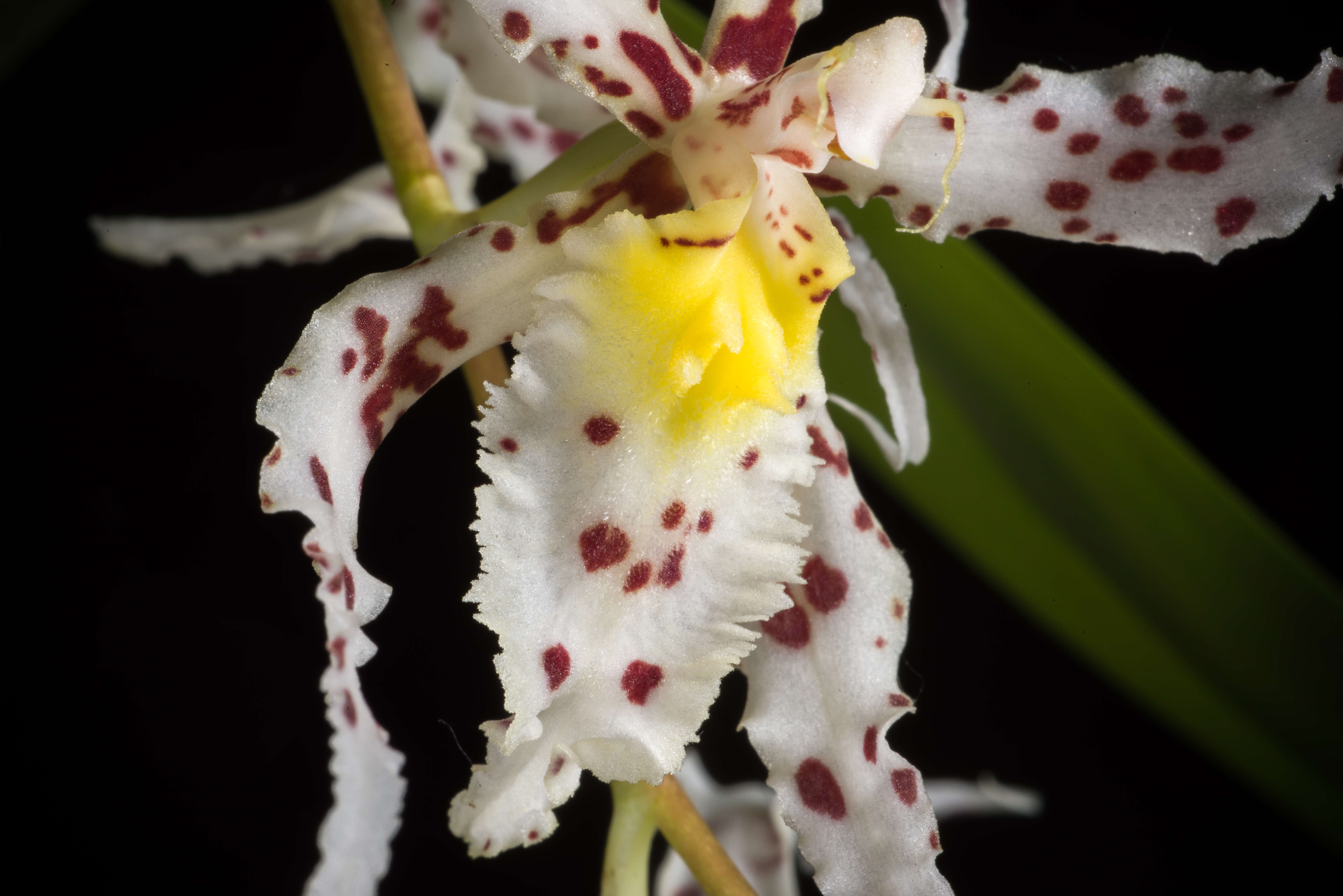 Image of Spotted Oncidium