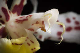 Image of Spotted Oncidium