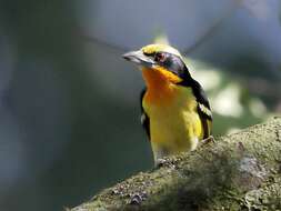 Image of Gilded Barbet