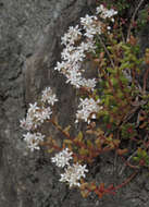 Image of White Stonecrop