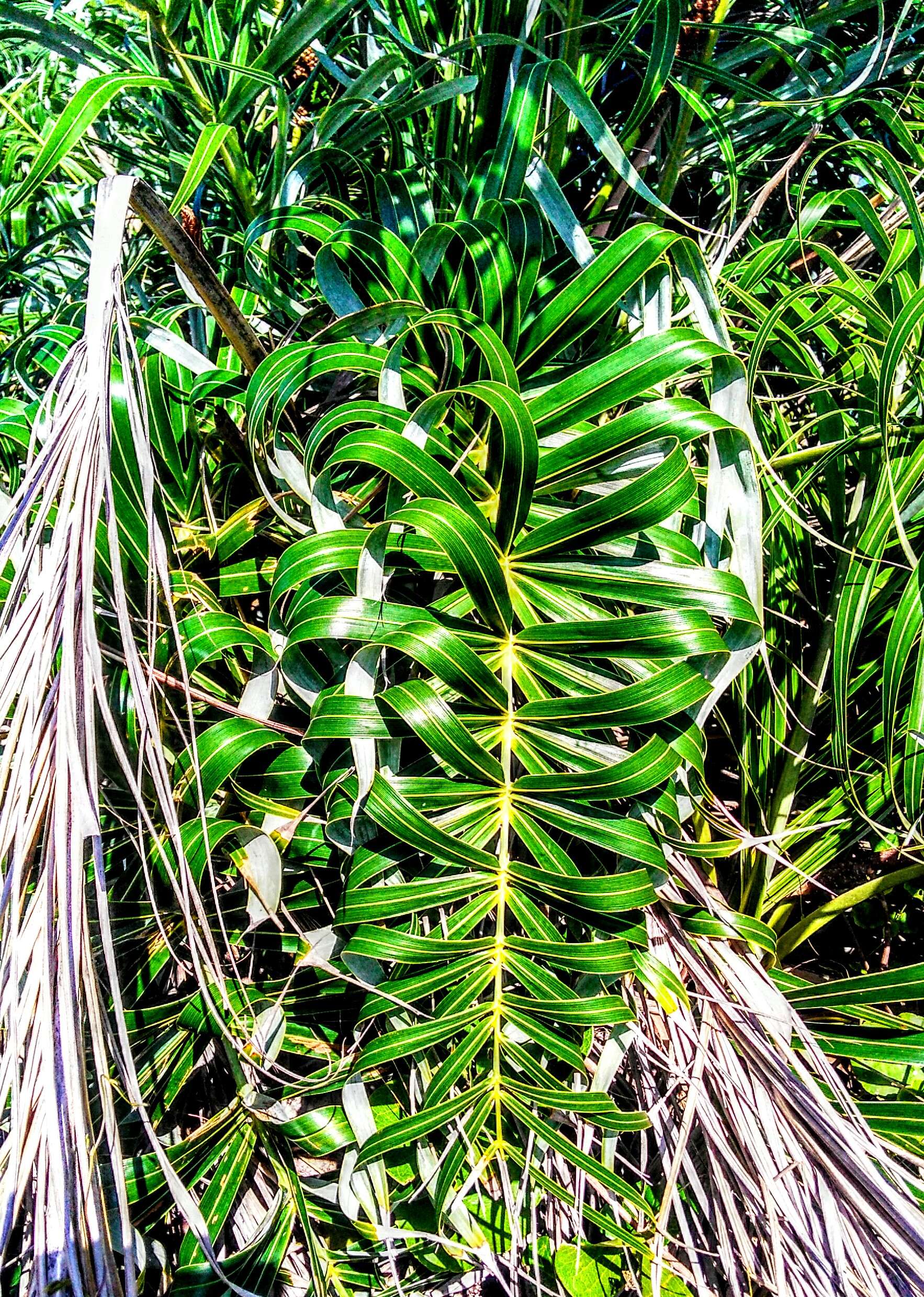 Image of Beach Coconut