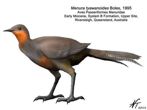 Image of lyrebirds