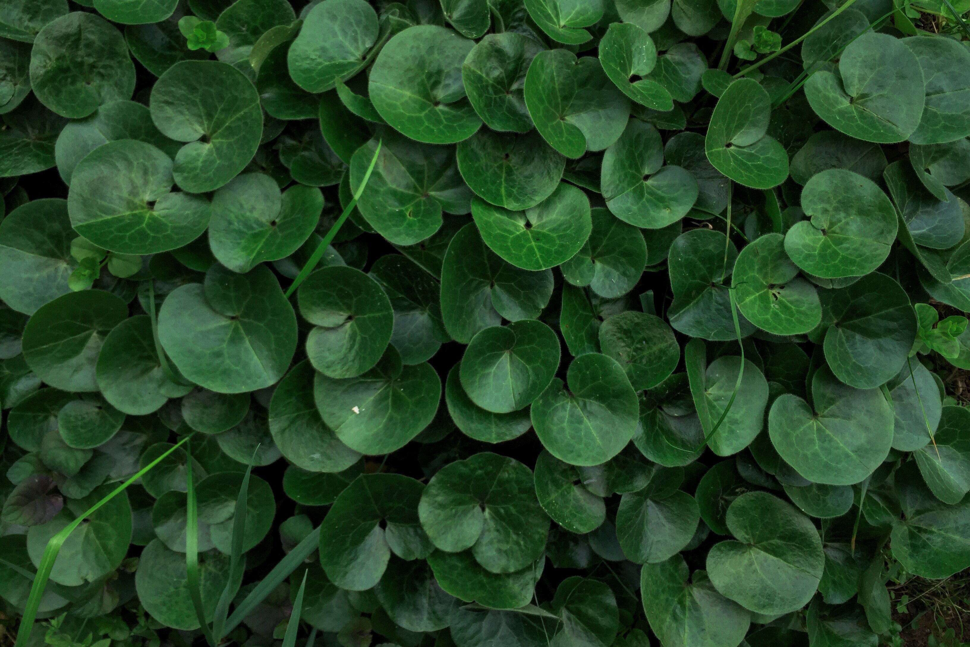 Image of European wild ginger