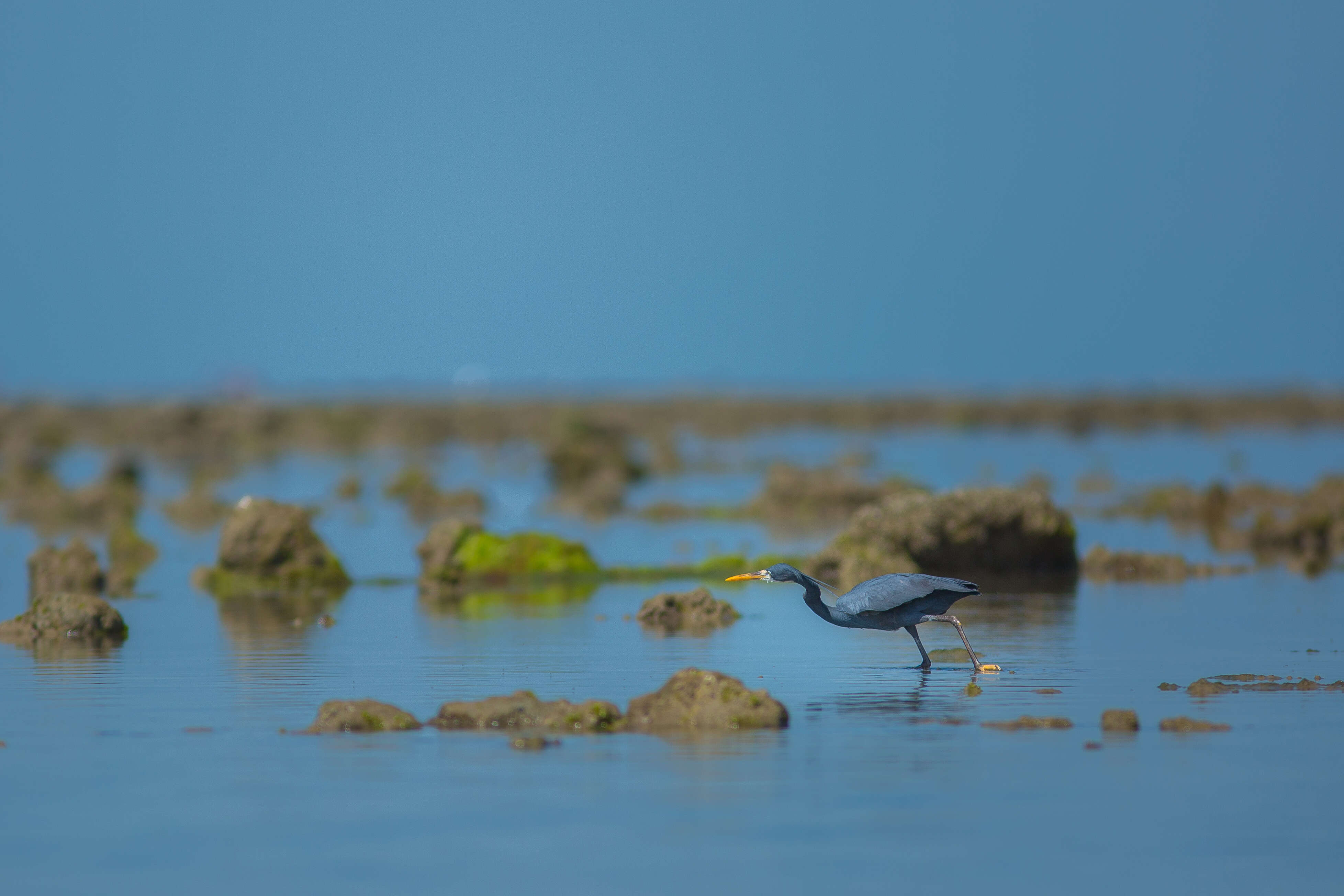 Image of Western Reef Heron