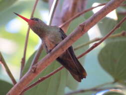 Image of Gilded Hummingbird