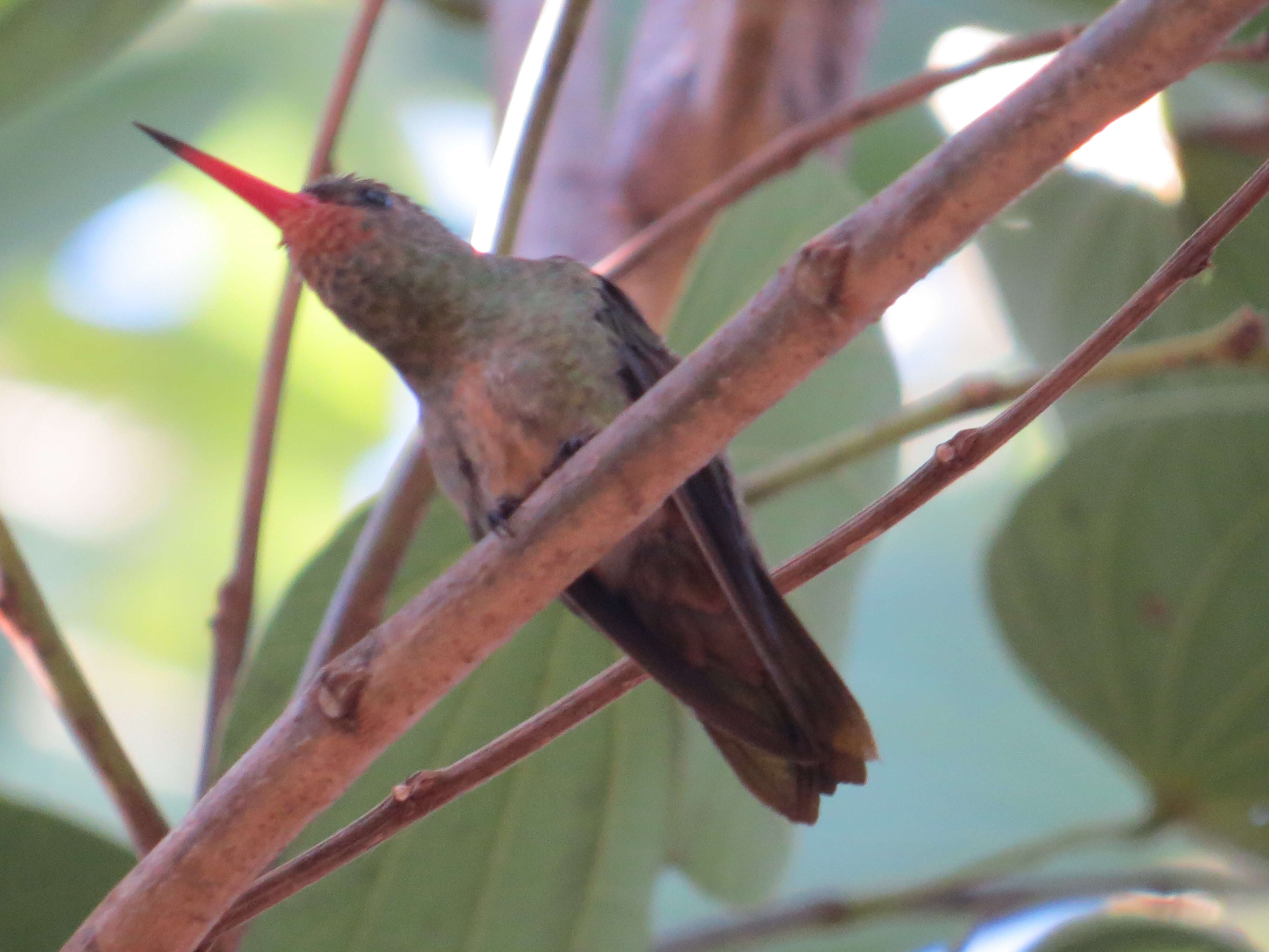 Image of Gilded Hummingbird