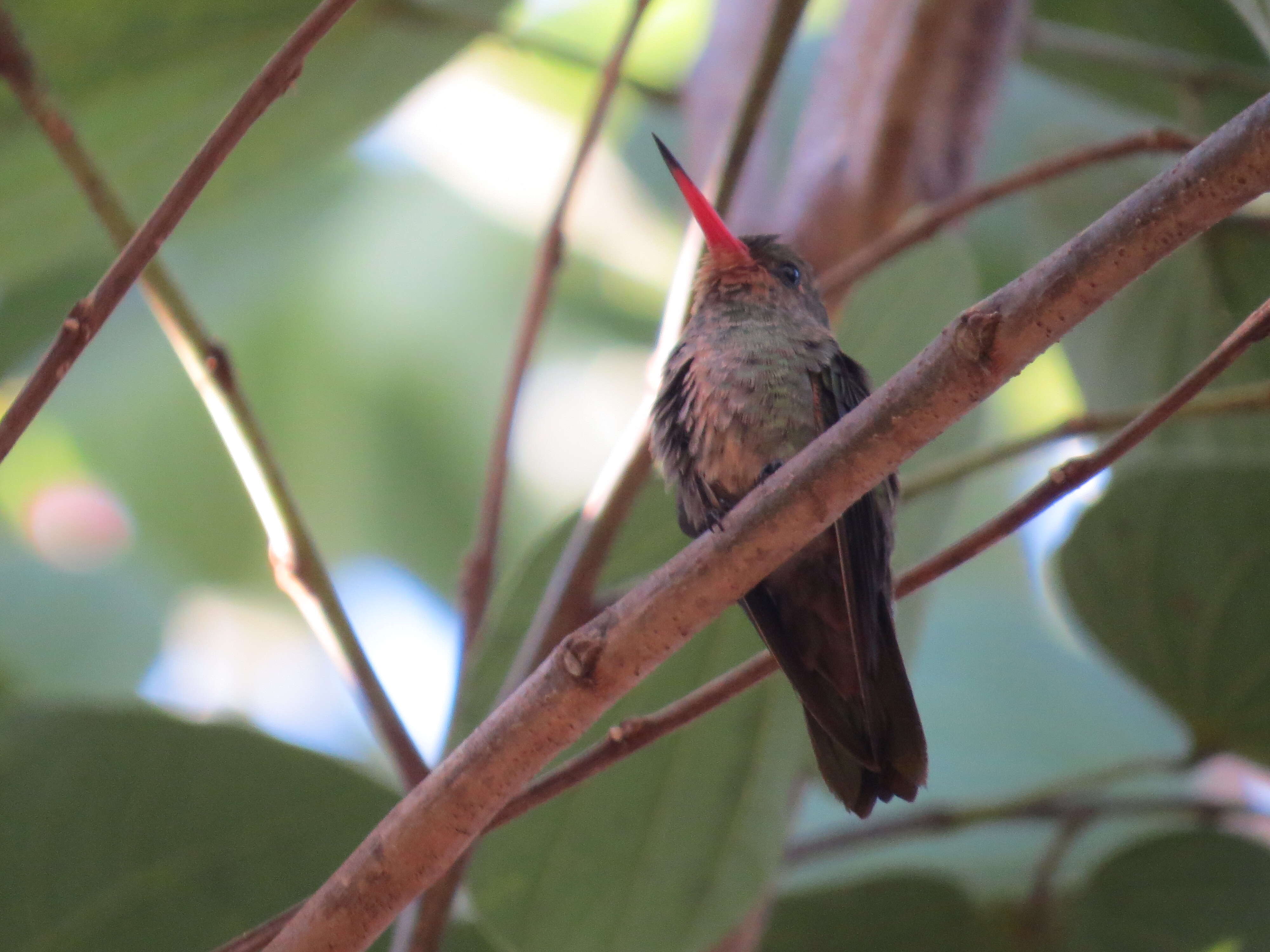 Image of Gilded Hummingbird