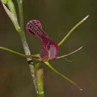 Image of Small tongue orchid