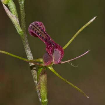 Image of Small tongue orchid