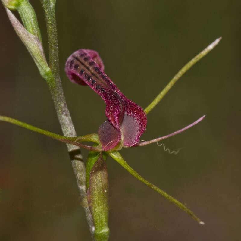 Image of Small tongue orchid