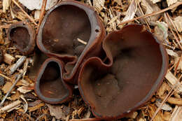 Image of Common Brown Cup