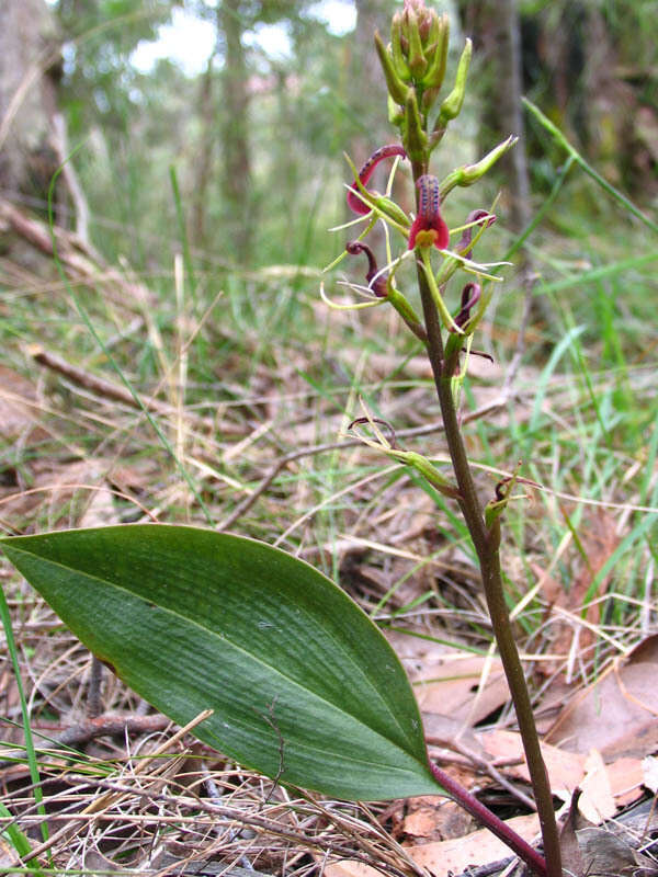 Image of Small tongue orchid