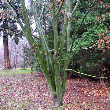 Image of Kyushu Maple