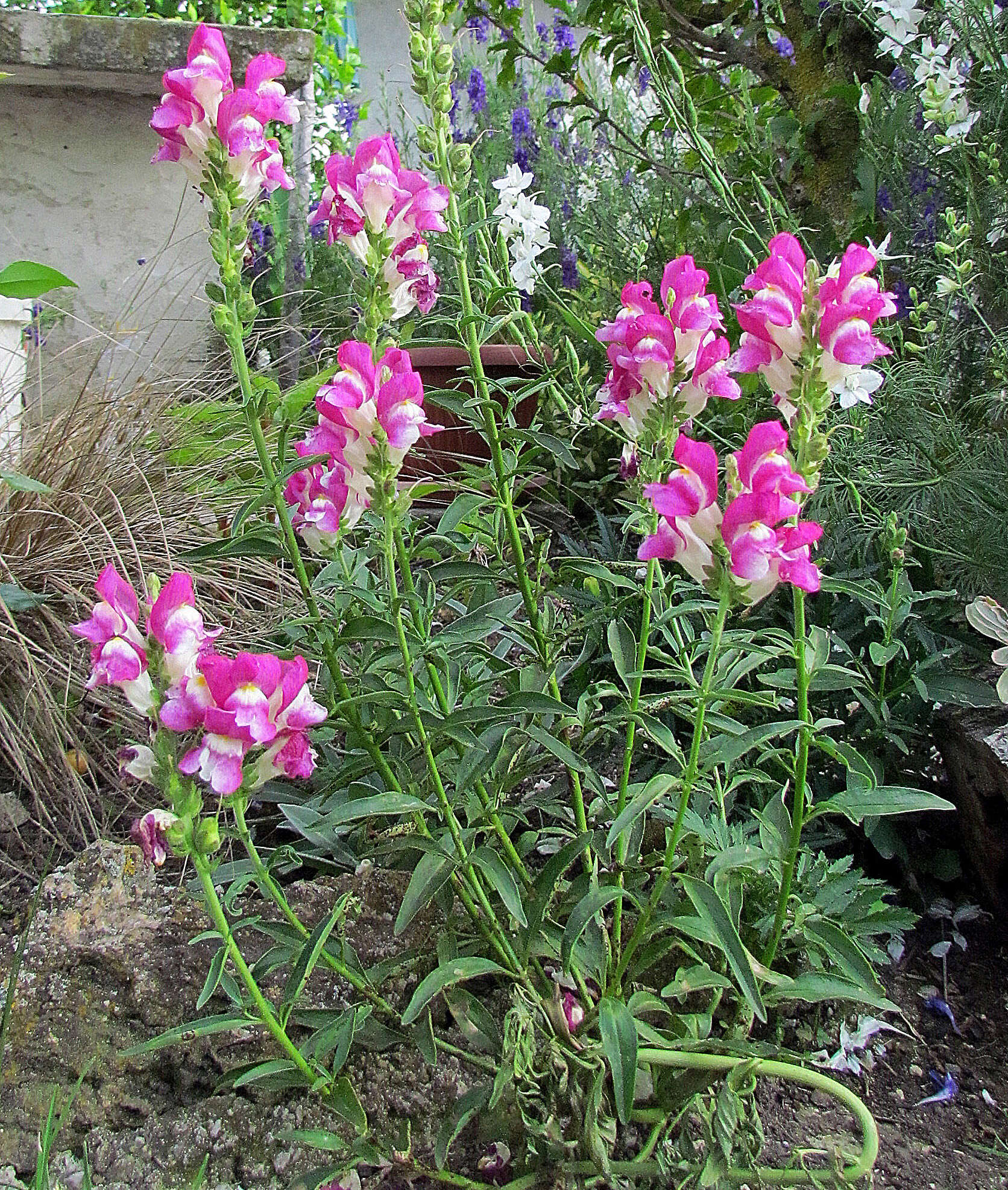 Plancia ëd Antirrhinum majus L.