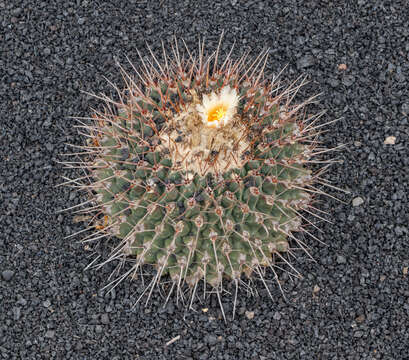 Image of Thelocactus rinconensis (Poselger) Britton & Rose