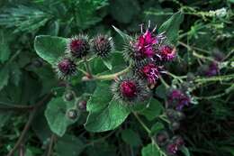 Image of greater burdock