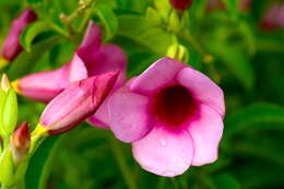 Image of purple allamanda