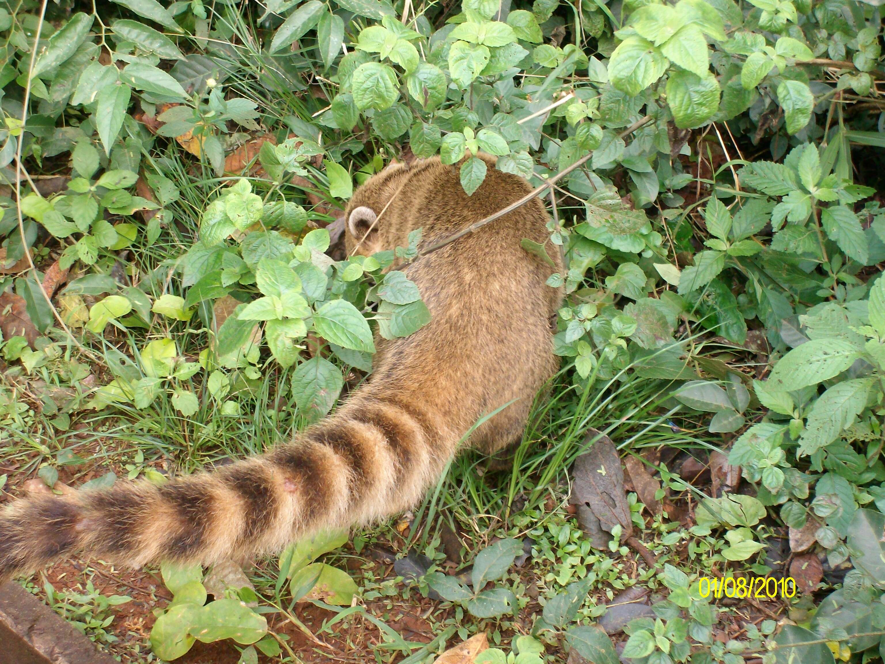 Image of South American Coati