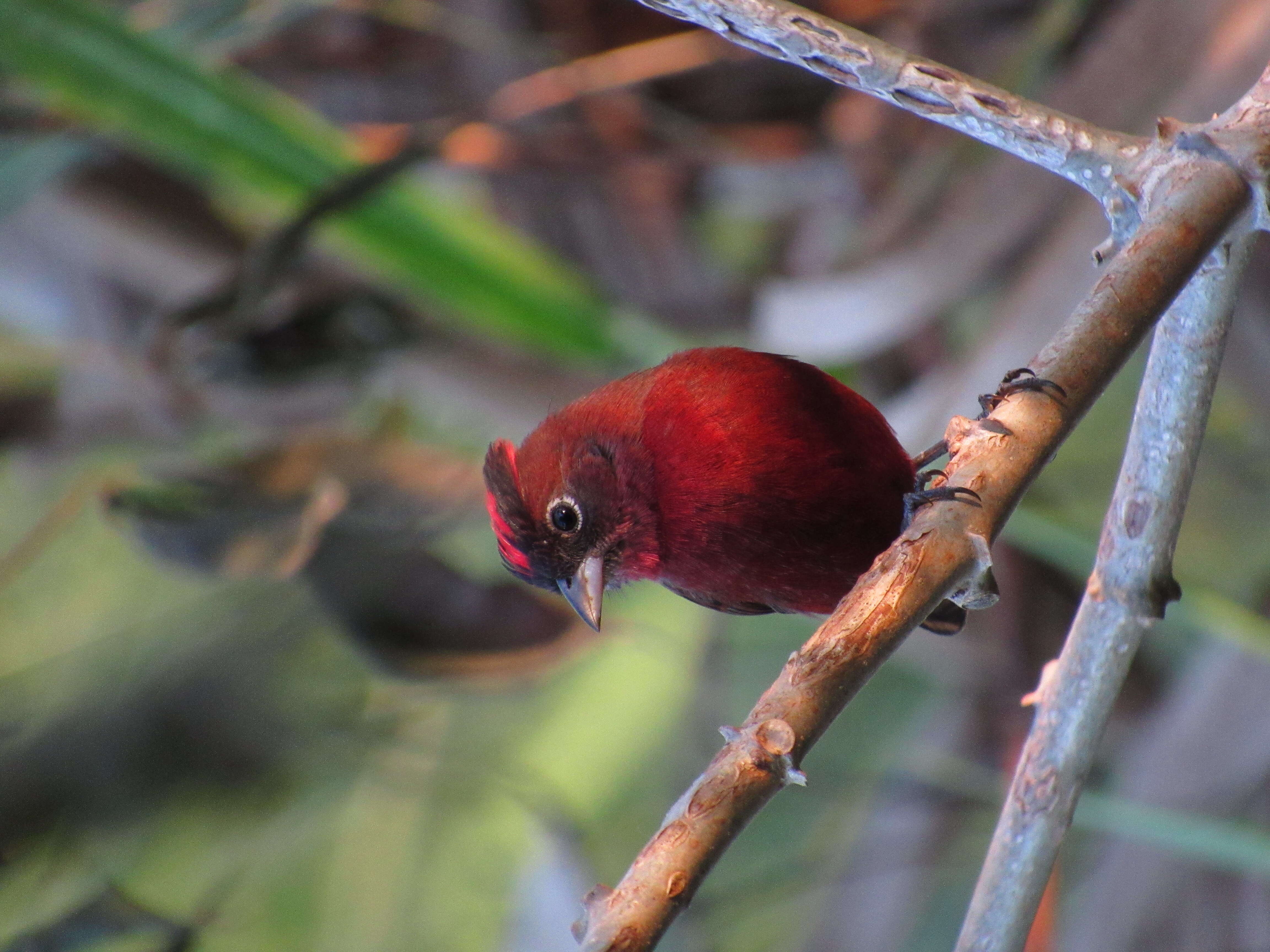 Image of Red Pileated Finch