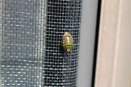 Image of Stink Bug