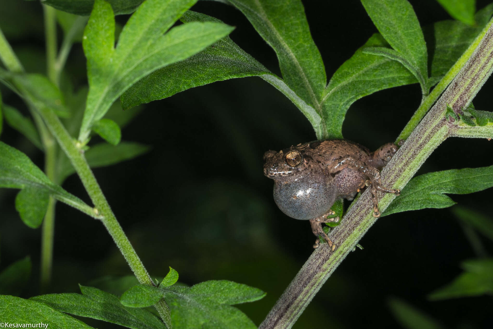 Image of Raorchestes griet (Bossuyt 2002)