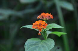 Image of lantana