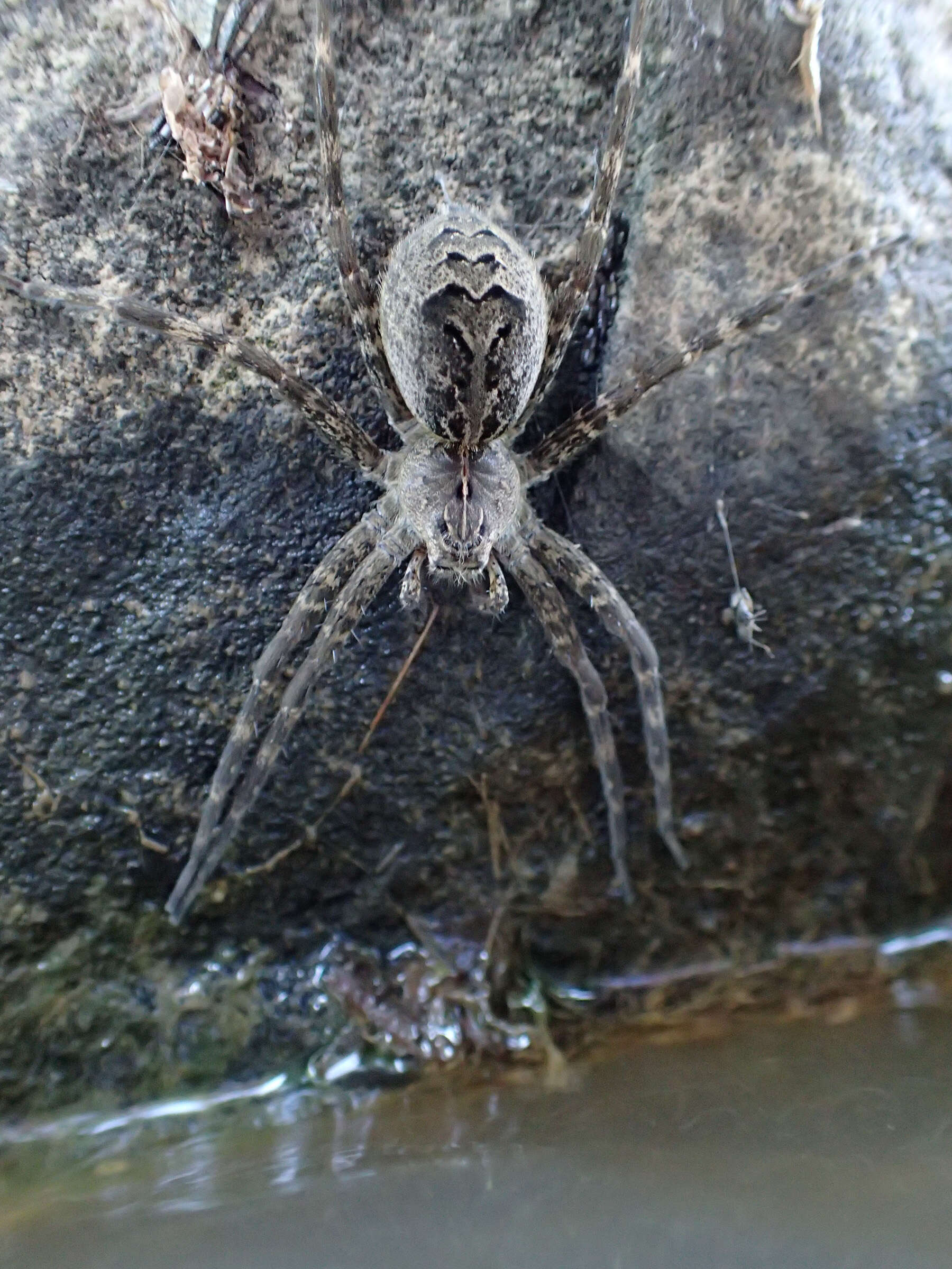 Plancia ëd Dolomedes scriptus Hentz 1845