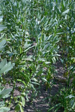 Image of Broad Bean