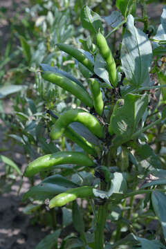 Image of Broad Bean