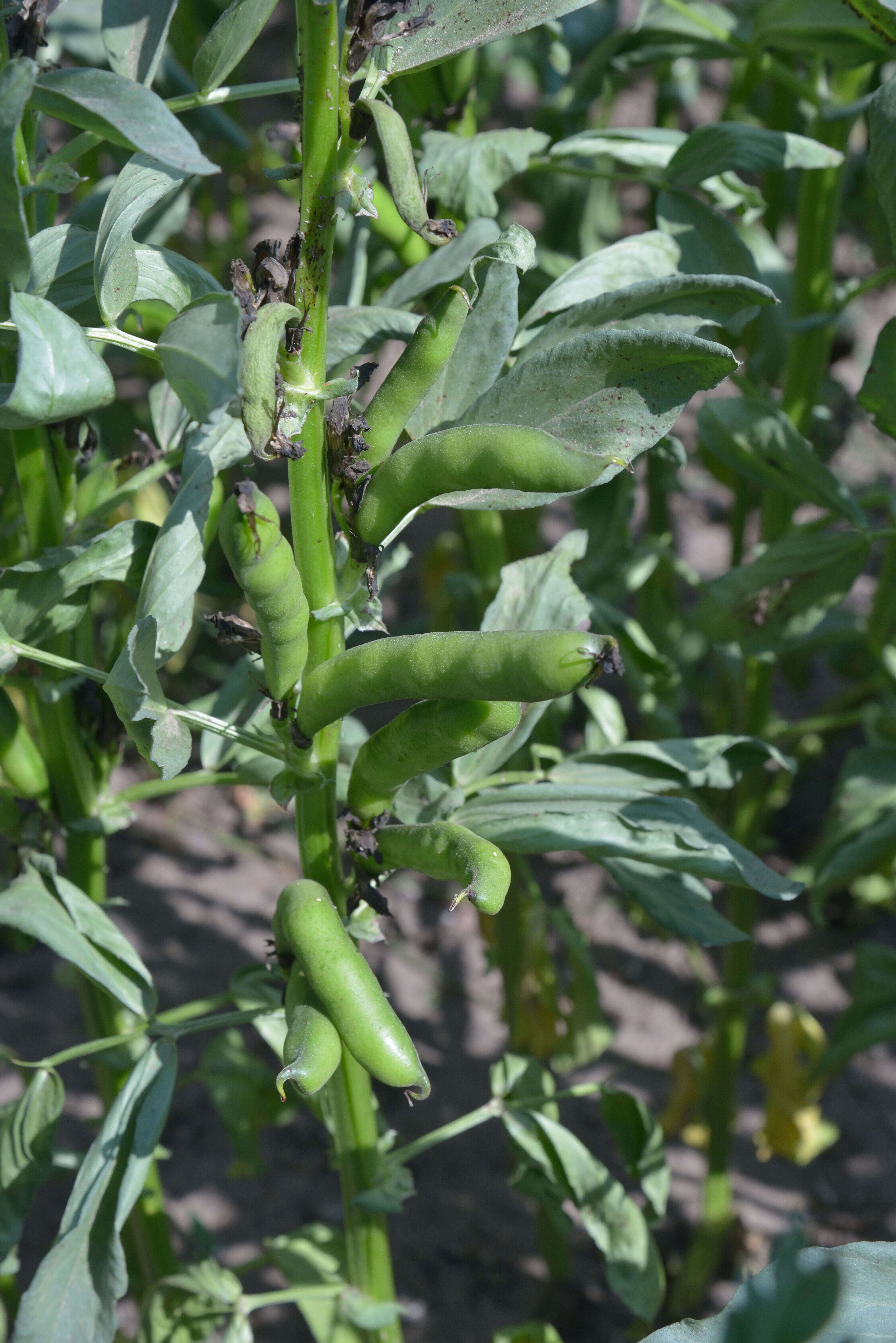 Image of Broad Bean