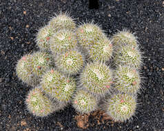 Image de Mammillaria parkinsonii Ehrenb.