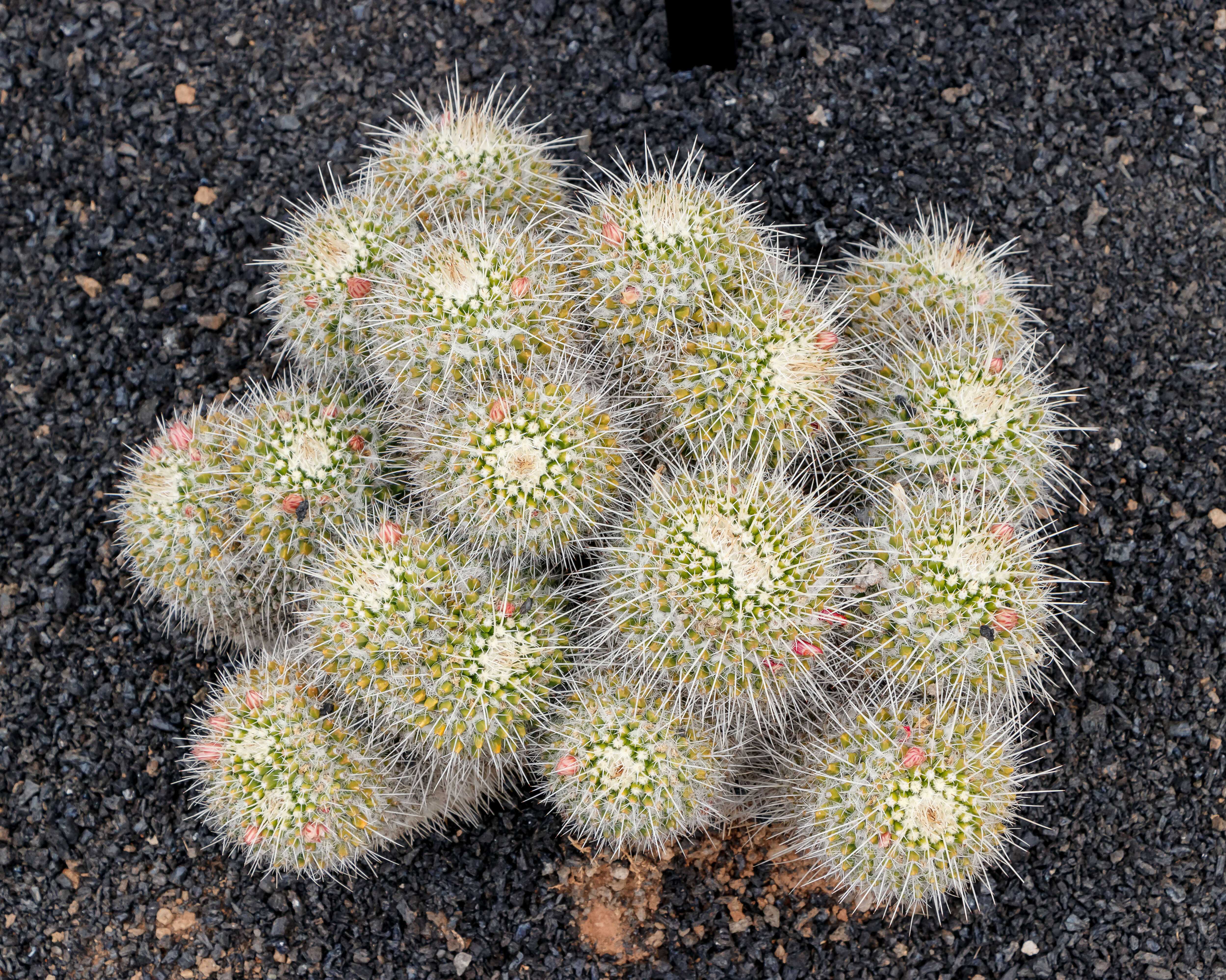 Image of Owl's eye cactus