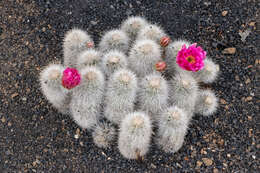 Image of Echinocereus nivosus Glass & R. A. Foster