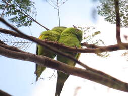 Image of Yellow-chevroned Parakeet