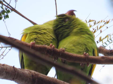 Image of Yellow-chevroned Parakeet