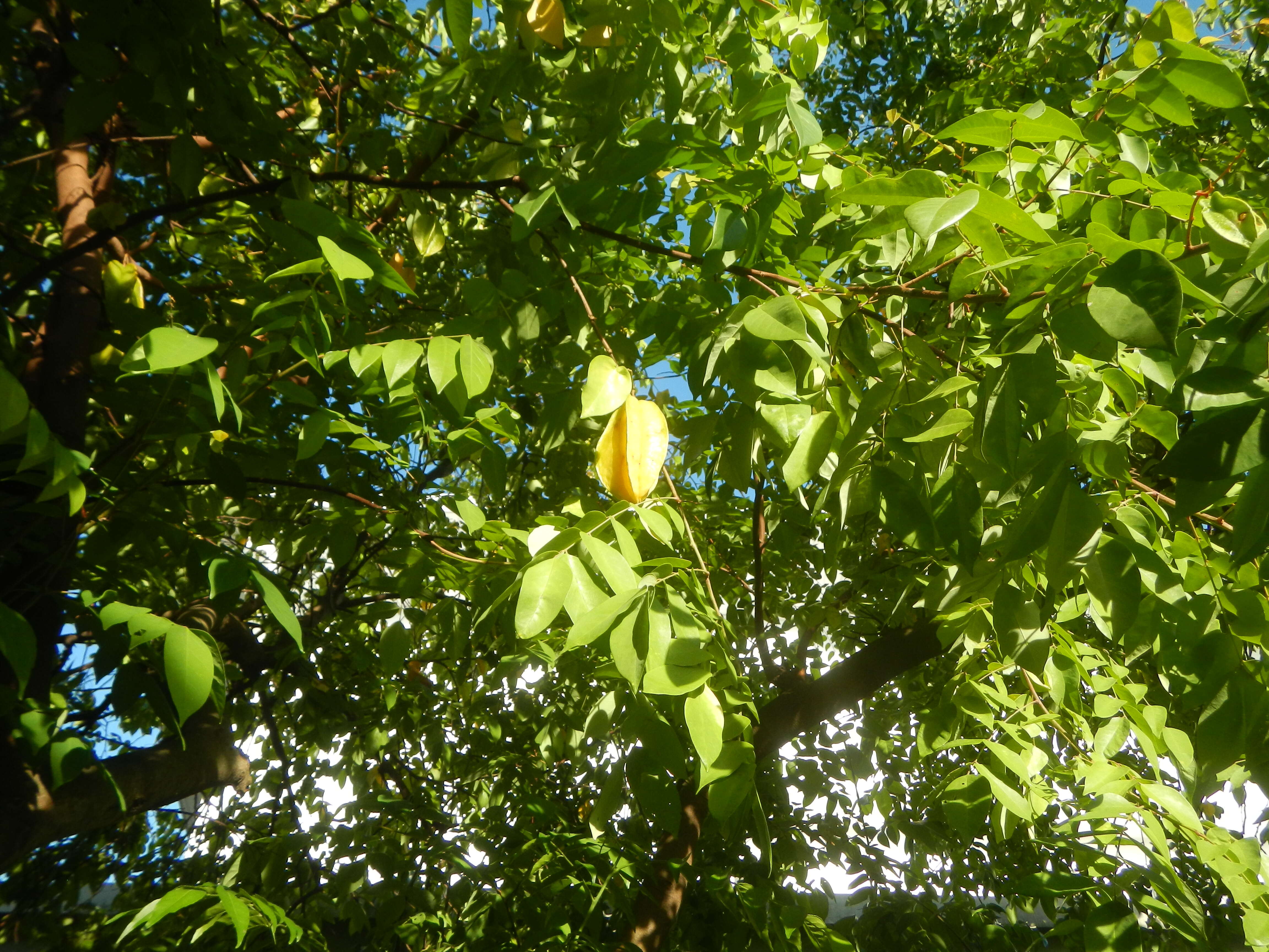 Image of carambola