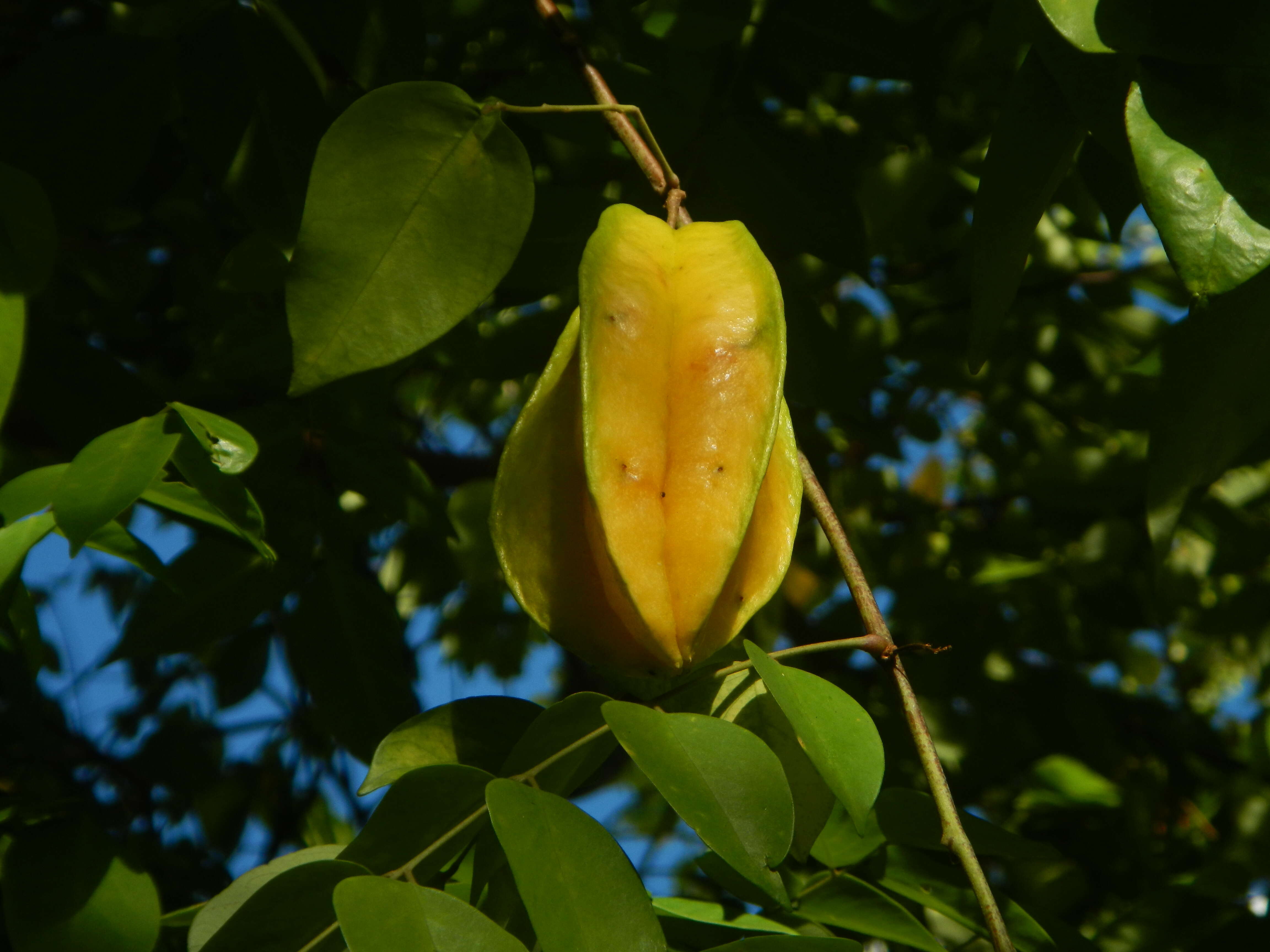 Image of carambola